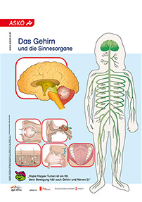 Das Gehirn und die Sinnesorgane